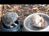 ちっこいフクロウ