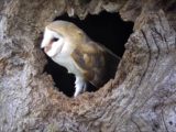 めんふくろう密着取材