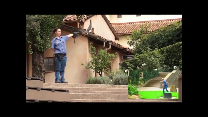 ラナーハヤブサのバードショー – Lanner Falcon Bird Show